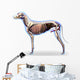 Dog Internal Organs Anatomy - Anatomy of a Male Dog Internal Org Wall Decal