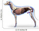 Dog Internal Organs Anatomy - Anatomy of a Male Dog Internal Org Wall Decal