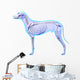 Dog Skeleton Anatomy - Anatomy Wall Decal