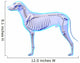 Dog Skeleton Anatomy - Anatomy Wall Decal