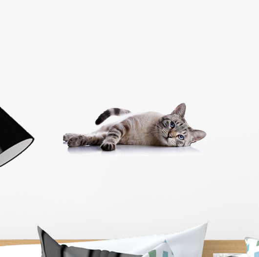 Striped Blue-eyed Cat Lies Wall Decal