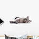 Striped Blue-eyed Cat Lies Wall Decal