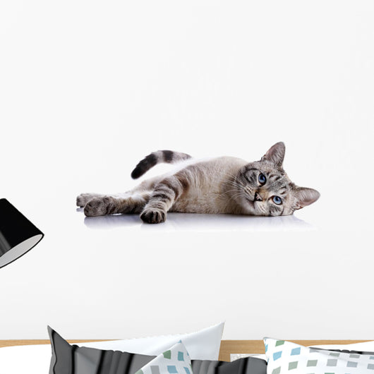 Striped Blue-eyed Cat Lies Wall Decal