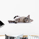 Striped Blue-eyed Cat Lies Wall Decal