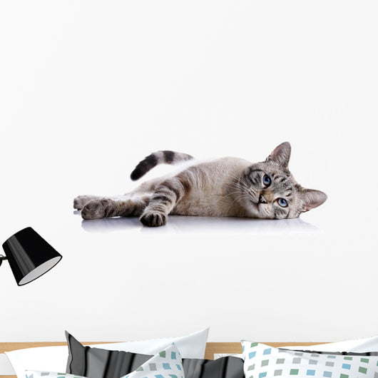 Striped Blue-eyed Cat Lies Wall Decal