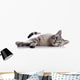 Striped Blue-eyed Cat Lies Wall Decal