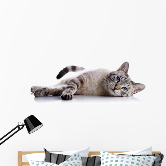 Striped Blue-eyed Cat Lies Wall Decal