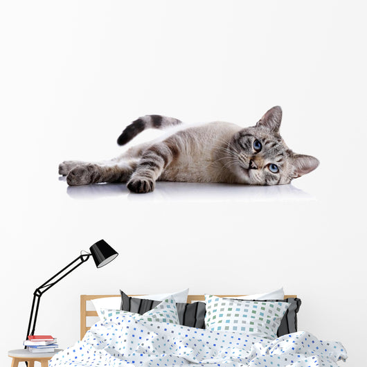 Striped Blue-eyed Cat Lies Wall Decal