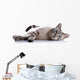 Striped Blue-eyed Cat Lies Wall Decal