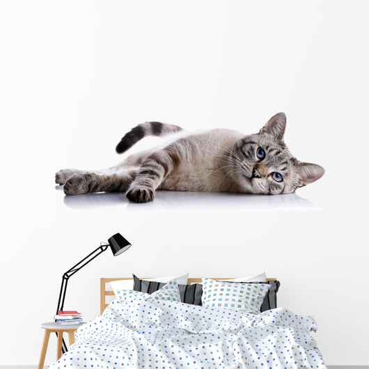 Striped Blue-eyed Cat Lies Wall Decal