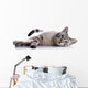 Striped Blue-eyed Cat Lies Wall Decal