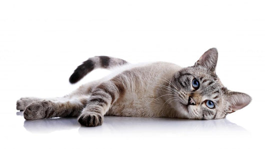 Striped Blue-eyed Cat Lies Wall Decal