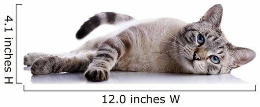 Striped Blue-eyed Cat Lies Wall Decal