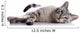 Striped Blue-eyed Cat Lies Wall Decal