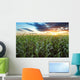 Corn field Wall Mural