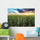 Corn field Wall Mural