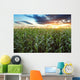 Corn field Wall Mural