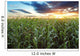 Corn field Wall Mural