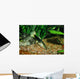 Guppy Fish Wall Mural