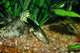 Guppy Fish Wall Decal