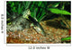 Guppy Fish Wall Mural
