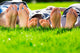 Family Relaxing On The Grass Wall Decal 2