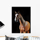 Bay Horse Stallion Portrait Wall Decal