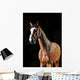 Bay Horse Stallion Portrait Wall Decal