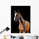 Bay Horse Stallion Portrait Wall Decal
