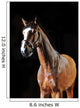 Bay Horse Stallion Portrait Wall Decal