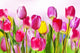 Flowers Tulips Wall Decal