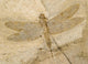 Fossil Of A Dragonfly. Wall Decal