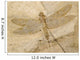 Fossil of a dragonfly. Wall Mural