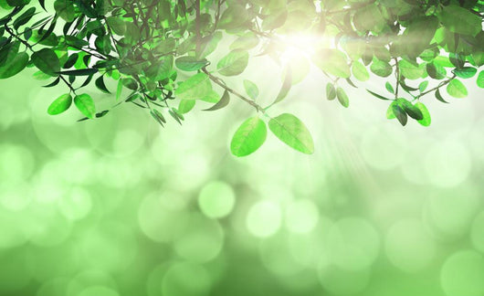 Leaves And Grass Against A Defocused Background Wall Decal