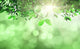 Leaves And Grass Against A Defocused Background Wall Decal