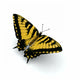 Swallowtail Butterfly Wall Decal