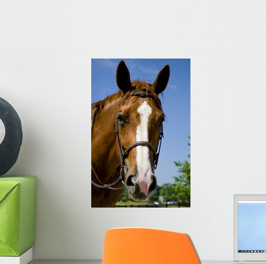 Horse Wearing Bridle Wall Decal