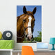 Horse Wearing Bridle Wall Decal