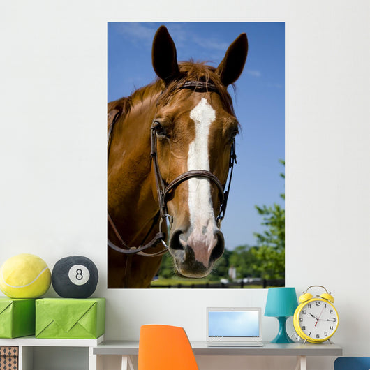 Horse Wearing Bridle Wall Decal