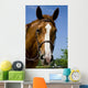 Horse Wearing Bridle Wall Decal