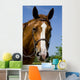 Horse Wearing Bridle Wall Decal
