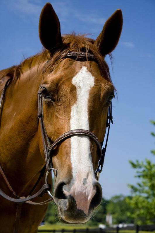 Horse Wearing Bridle Wall Decal