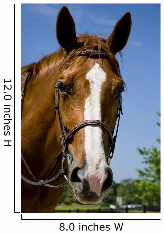 Horse Wearing Bridle Wall Decal