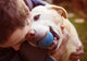 Man And Dog Wall Decal