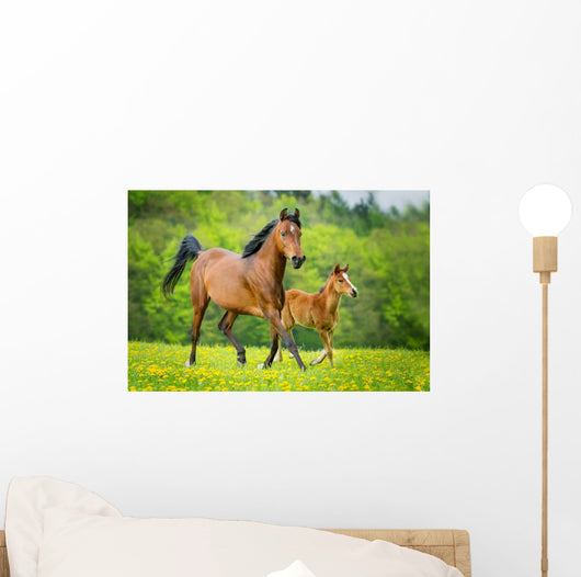 Stute und Fohlen Wall Mural
