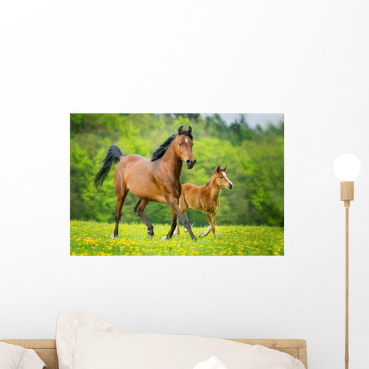 Stute und Fohlen Wall Mural
