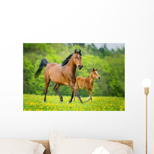 Stute und Fohlen Wall Mural