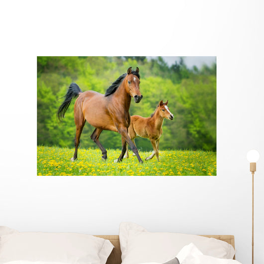 Stute und Fohlen Wall Mural