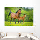 Stute und Fohlen Wall Mural