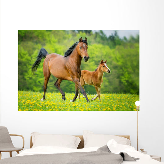Stute und Fohlen Wall Mural